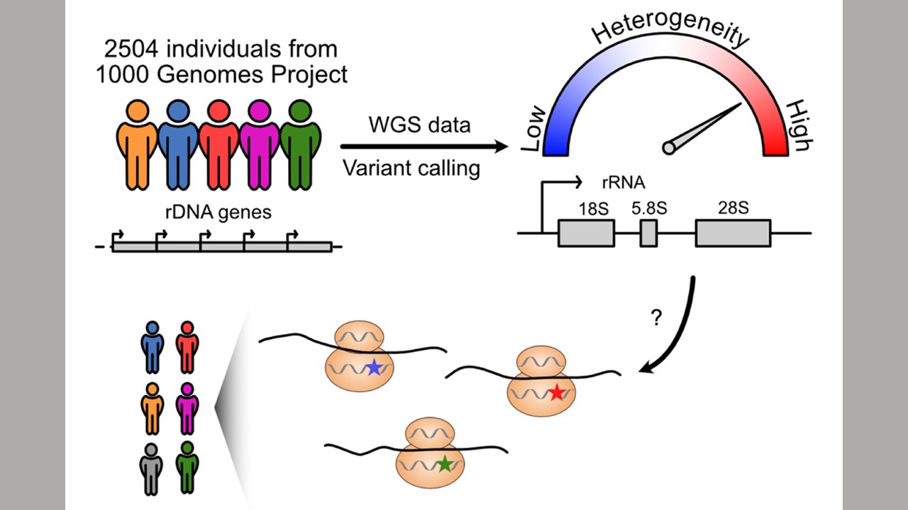 Genome Study Finds Unexpected Variation In A Fundamental RNA Gene